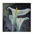 /album/fleurs/arum-de-nuit-jpg/